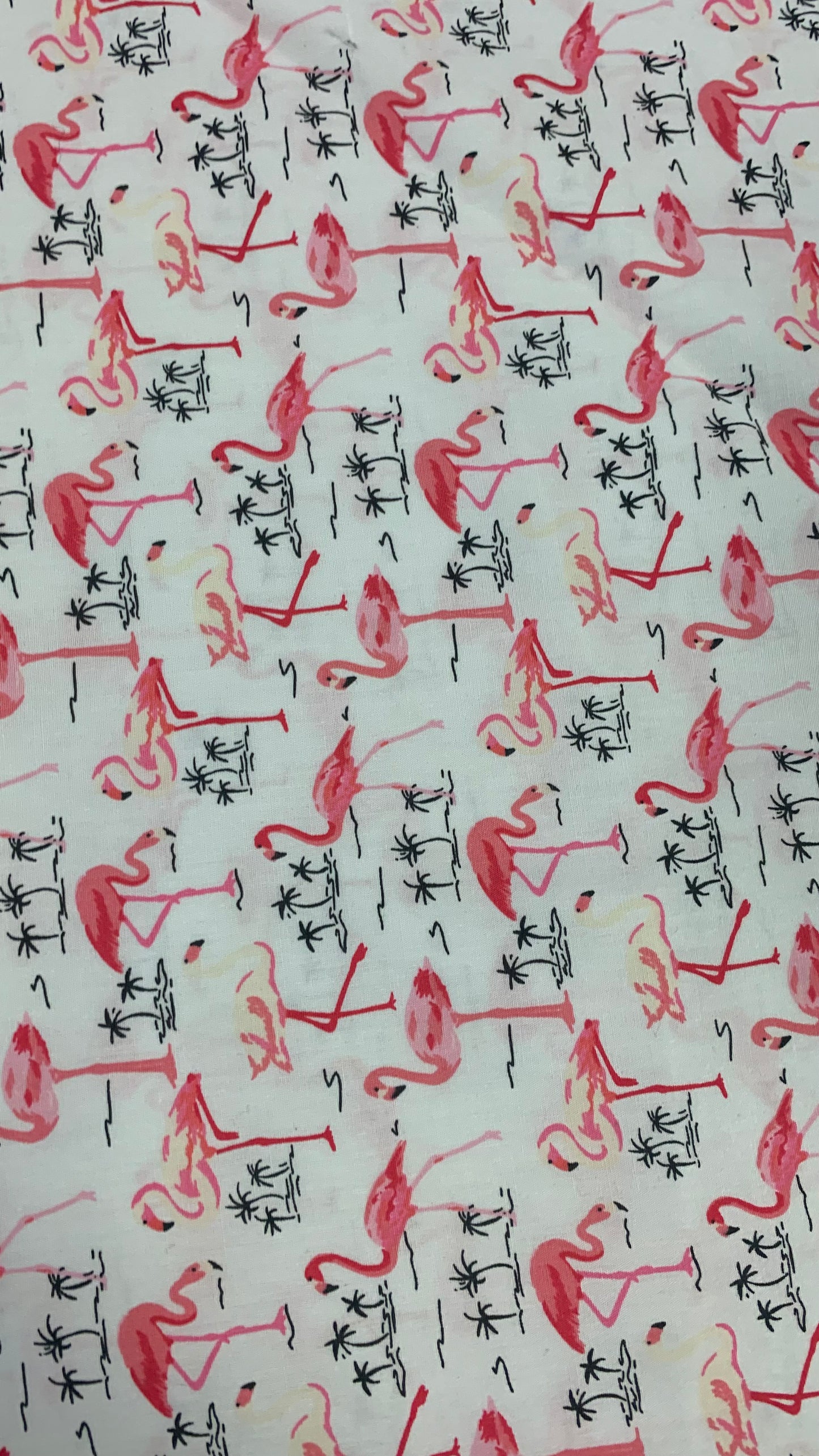 Flamingos on white