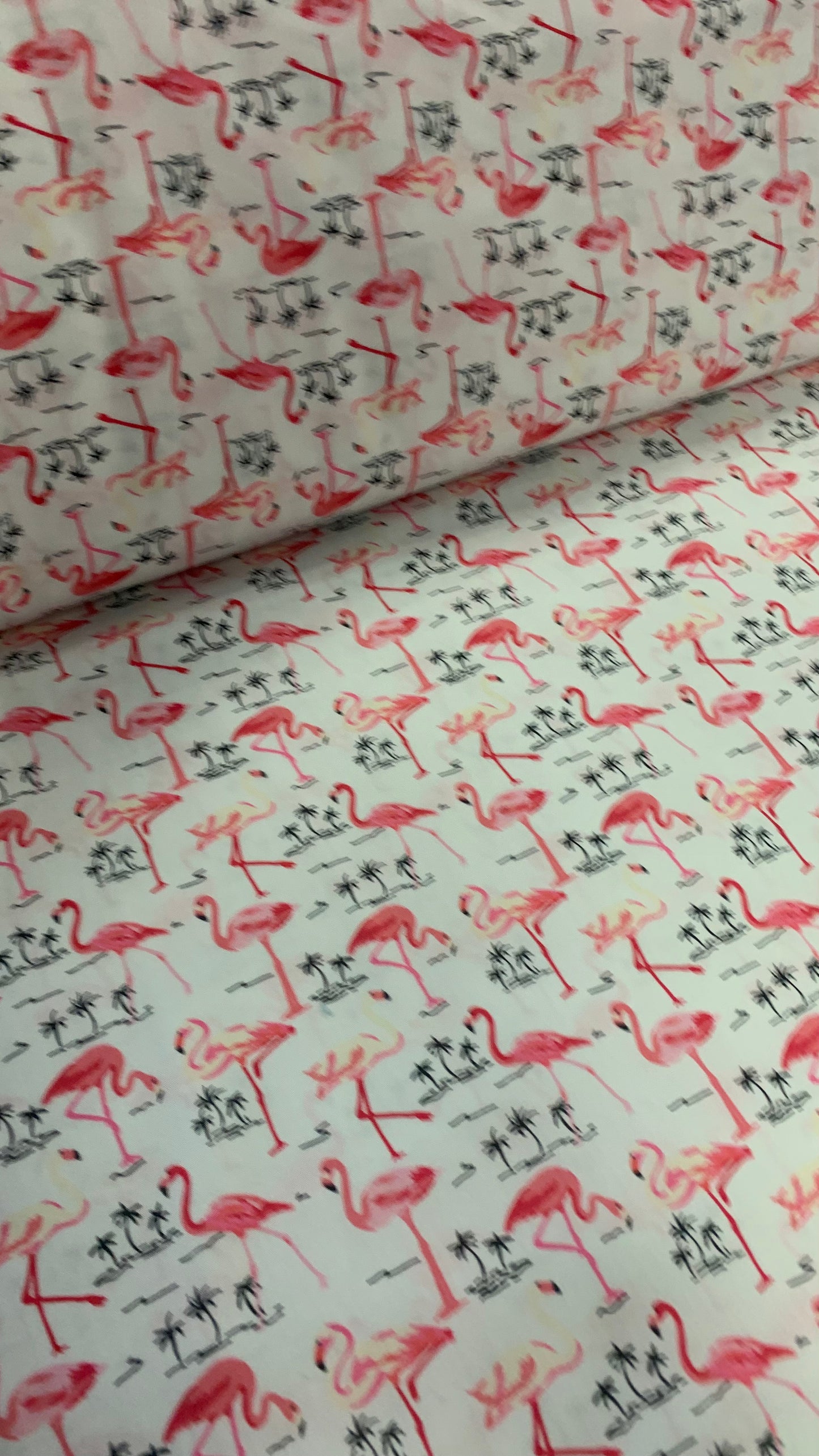 Flamingos on white