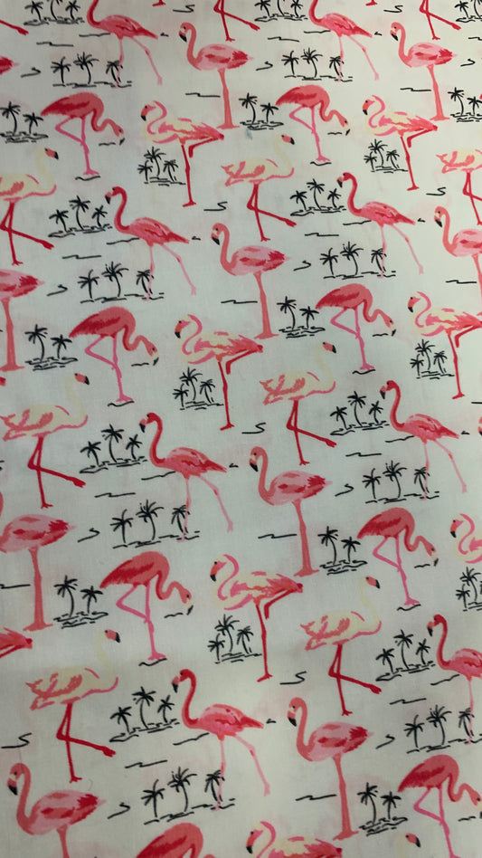 Flamingos on white